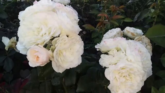 Вечерняя съемка розы Кейра-срезочный сорт смотреть онлайн