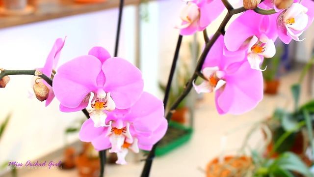 All about Phalaenopsis Orchid flower spikes смотреть онлайн