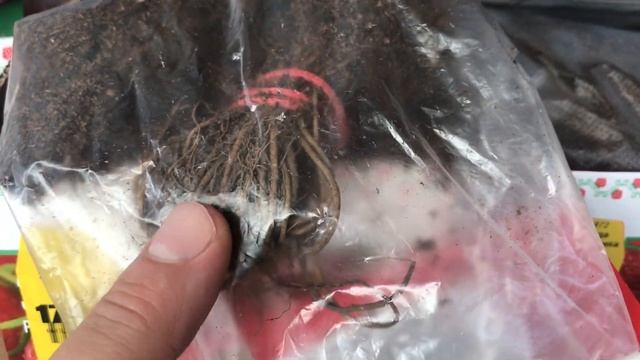 “Хорошая» рассада клубники фриго в магазине OBI смотреть онлайн