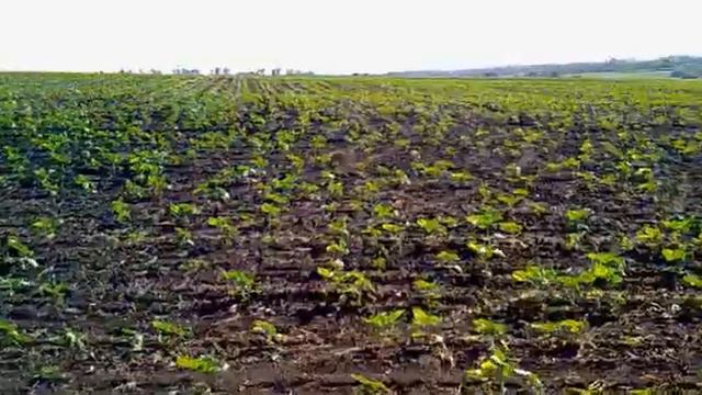 Поле с подсолнухами смотреть онлайн