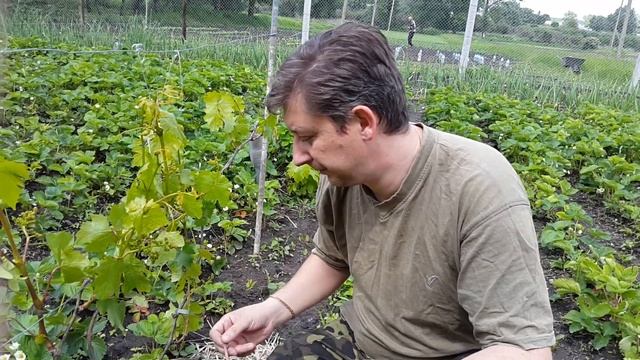 Медь для виноградного куста. 21.05.2016г. смотреть онлайн