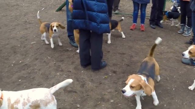 Биглевстреча 28 марта 2015 смотреть онлайн