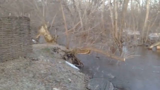 Сильнейший паводок у нас в деревне в 2021 году. Надеюсь в этом году всё обойдется. смотреть онлайн