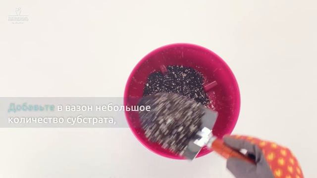 Как посадить КЛУБНИКУ в инновационный подвесной вазон с фитильным автополивом VISTA by Santino смотреть онлайн
