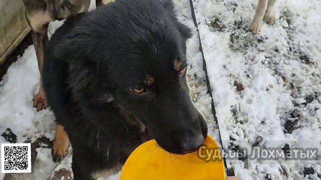 Фрисби!? Да кому оно нужно! У нас в приюте свои игрушки!!! Жизнь в приюте бездомных животных. смотреть онлайн
