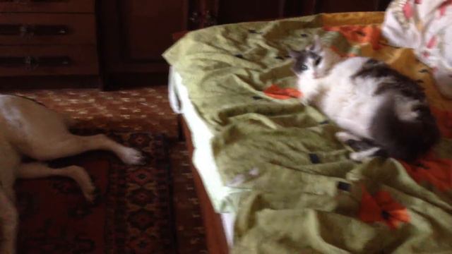Алабай ест конфетку смотреть онлайн