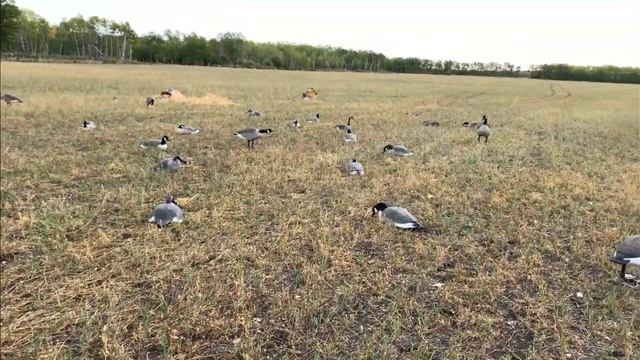 Охота на канадского гуся. Ружья Mossberg 930 и Remington 870. смотреть онлайн