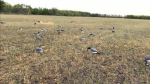 Охота на канадского гуся. Ружья Mossberg 930 и Remington 870.