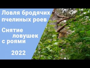 Ловля пчелиных роев. Снятие ловушек с роями.