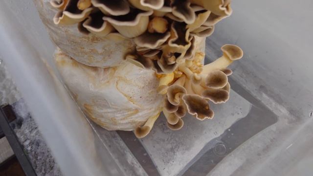 FRIDGE FRUITING ? LATE FALL OYSTER IN THE SUMMER, Panellus serotinus смотреть онлайн