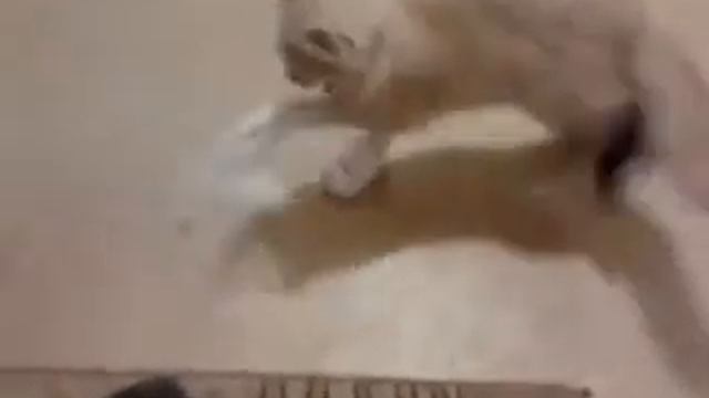 Кот в носках смотреть онлайн