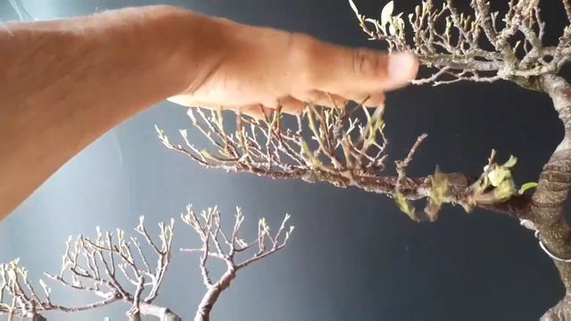 Ficus microcarpa evoluindo смотреть онлайн