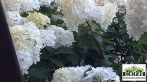 Всё о гортензиях! Часть 1