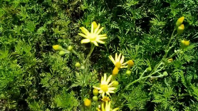 САМВЕЛ АДАМЯН ВОТ ПОЧЕМУ GRANDENIKO ДО СИХ ПОР ЖИВЁТ В СТАЛИНКЕ