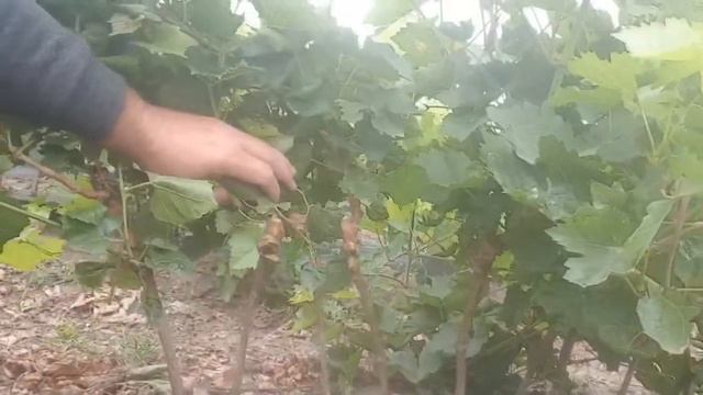 Привитые саженцы винограда из питомника "Виноград-Одесса" (Nursery of grafted grapes) смотреть онлайн