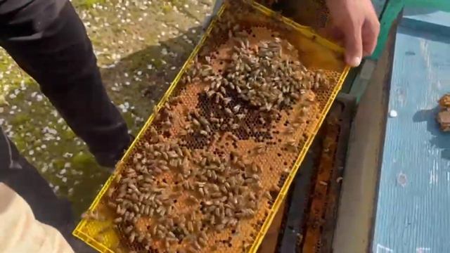 РАБОТА В США●КАК РАБОТАЕТ ОТЕЦ 14 ДЕТЕЙ. смотреть онлайн