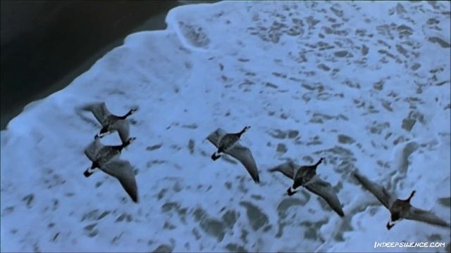 Nick Cave - To Be By Your Side смотреть онлайн