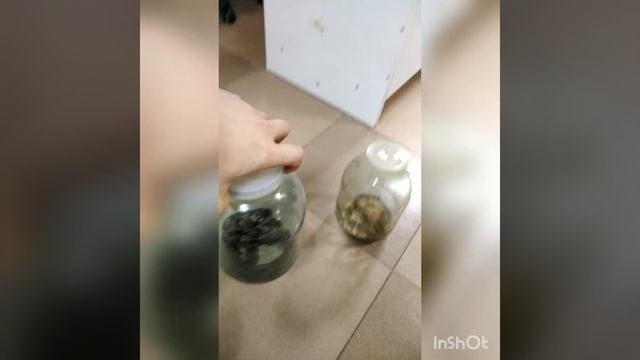 Узорчатые полозы в подъезде г. Тольятти смотреть онлайн