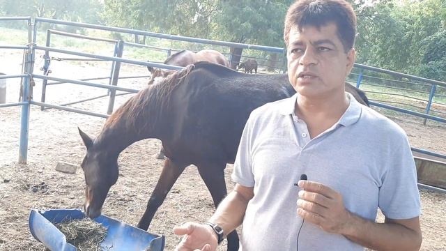 Saddle and stable club | Marwadi and Thoroughbred information | Horse hostel in Ahmedabad смотреть онлайн
