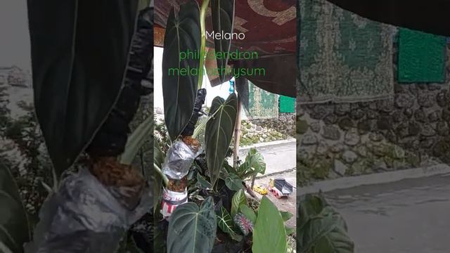 Melano | philodendron melanochrysum... смотреть онлайн