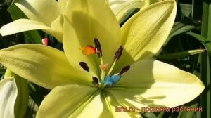 Лилия ла-гибрид Геррит Залм ? обзор: как сажать, луковицы лилии Геррит Залм