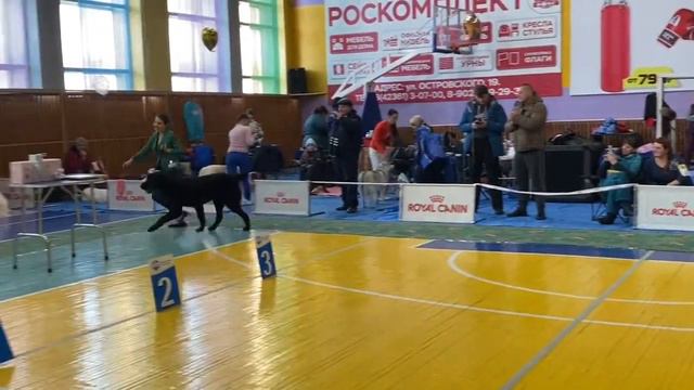 Выставка собак Арсеньев. Моно САО смотреть онлайн