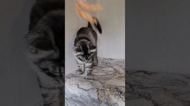 Jack Maritaicor 4 month смотреть онлайн