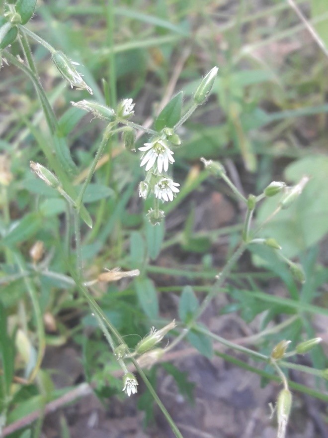 118. Ясколка костенцовая - Cerastium Holosteoides