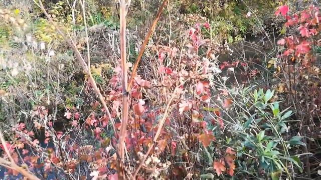 20181003 151234 Маховка смотреть онлайн