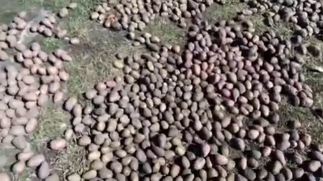 САМЫЙ ВКУСНЫЙ СОРТ КОРТОШКИ ТУЛЕЕВСКИЙ смотреть онлайн