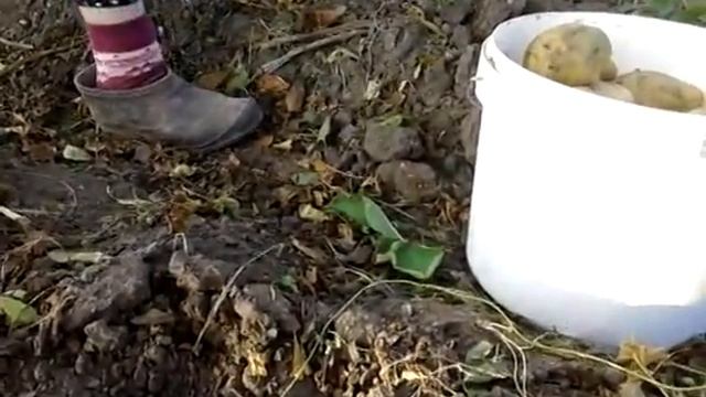 Выкапываем картошку культиватором. Осень 2016 года