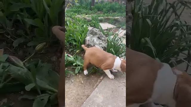 Я - #амстафф #puppy #puppylife #puppylove #staff #stafford #стаффорд #puppyvideos #стафф #стаффщено смотреть онлайн