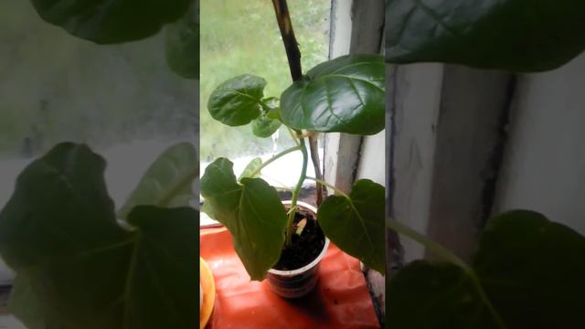 Тамарило из семян часть 1 смотреть онлайн