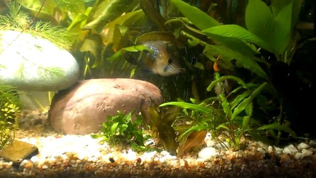 АКАРЫ бирюзовые - брачные игры смотреть онлайн