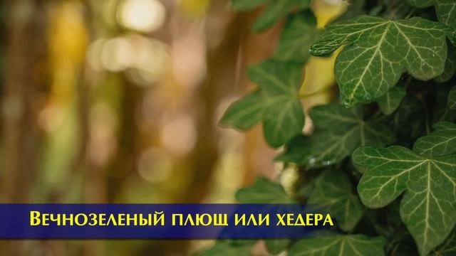 Какие цветы нельзя держать в доме и почему | Приметы и суеверия смотреть онлайн