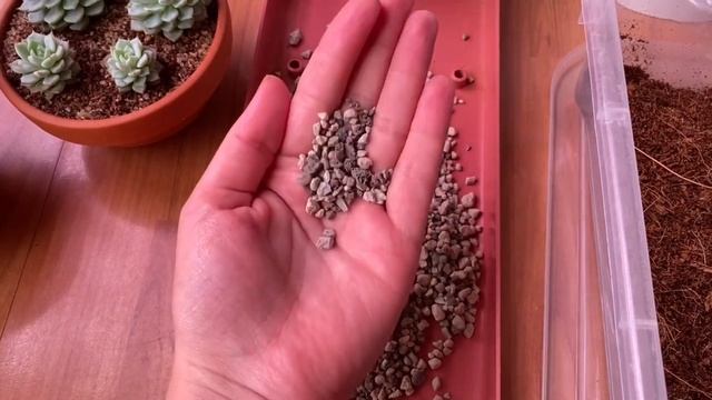 Как я выбираю грунт своим суккулентам? смотреть онлайн