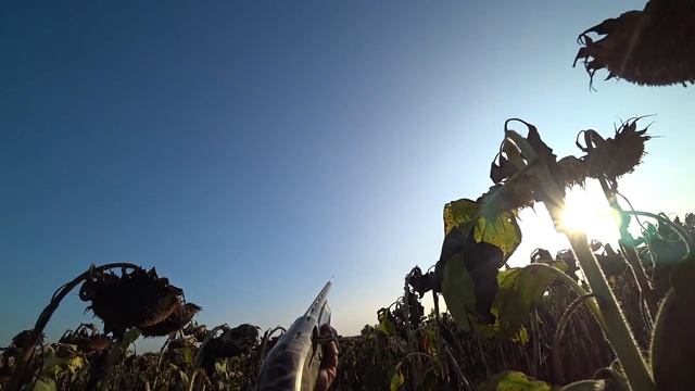 Охота на голубя с чучелами, август, наваляли норм, суп с вяхиря...pigeon hunting смотреть онлайн