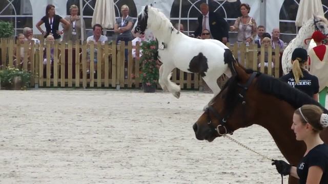Paard los op hollands next top horse finale смотреть онлайн
