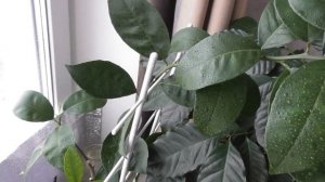 Апельсин зимой в домашних условиях - уход и содержание