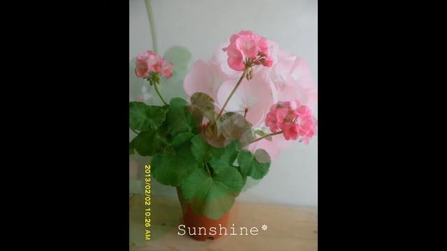 Pelargonium Horizon Rose Ice