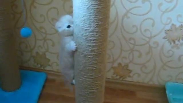 Продаются шотландские вислоухие и прямоухие котята.mpg смотреть онлайн