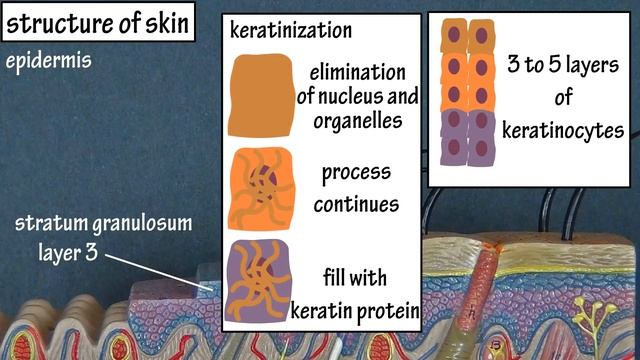 Structure Of The Skin - Layers Of Skin - Types Of Skin - Types Of Skin Cells - Integumentary System смотреть онлайн