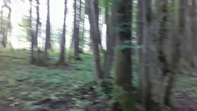 В лес по грибы (2) смотреть онлайн