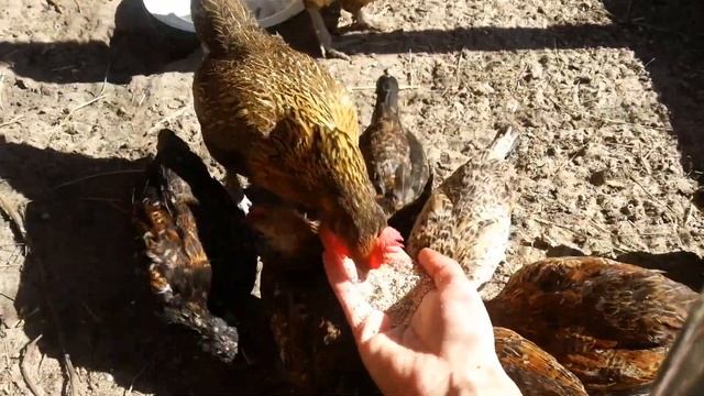 Курочки бентамки, приручение смотреть онлайн