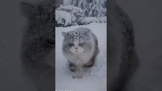 Воздух на улице хороший серый пушистый кот смотреть онлайн