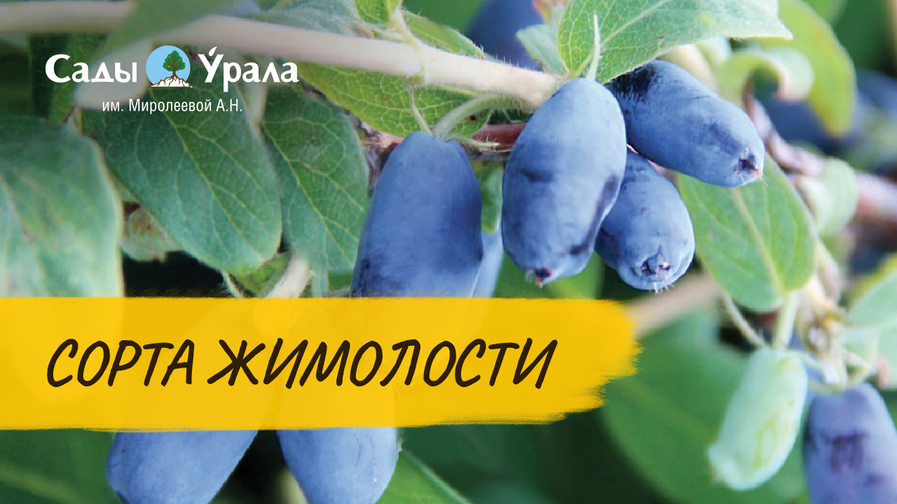 Обзор сортов жимолости в питомнике Сады Урала смотреть онлайн
