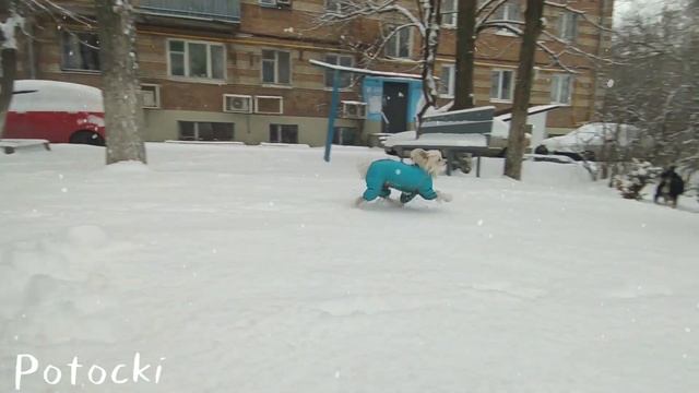 Китайская хохлатая. Зимняя прогулка Potocki с питомцами. смотреть онлайн