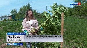 Борщевик