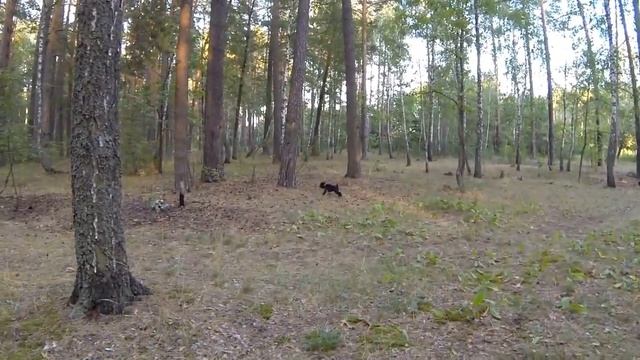 95. Дрессировка щенка Цвергшнауцера. Результат после 5 занятий смотреть онлайн