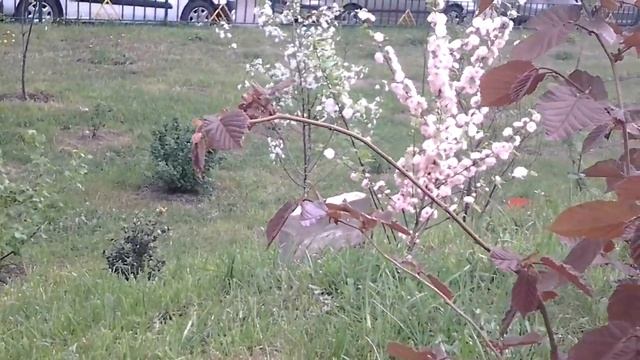 В Москве цветёт сакура